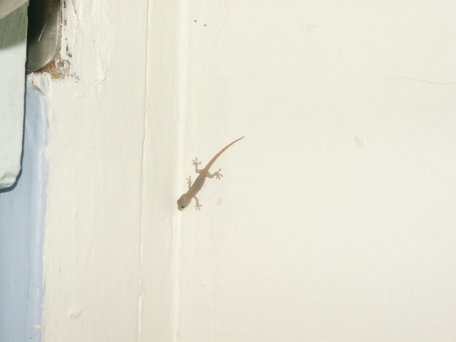 My roommate in Geckos backpackers, Cairns