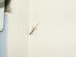 My roommate in Geckos backpackers, Cairns
