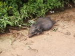 This piglet wasn't helped by that though, the poor thing didn't feel to good