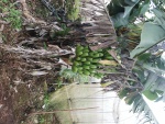 The villagers vegetable field in the background, a random bananatree in the foreground