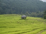 Highlight for Album: Chiang Mai Trekking